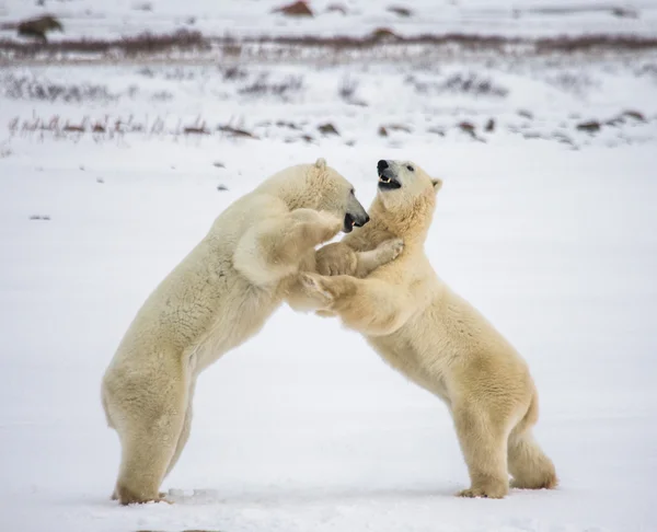 Osos polares luchando — Foto de Stock
