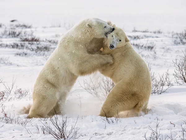 Ursos polares lutando — Fotografia de Stock