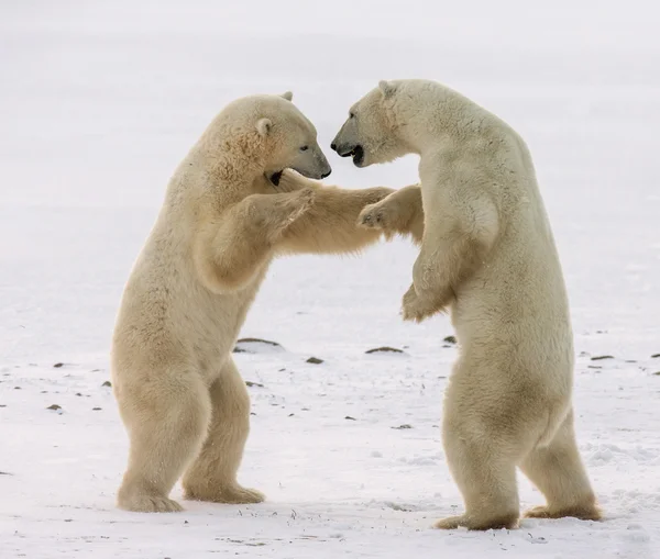 Πολικές αρκούδες καταπολέμηση — Φωτογραφία Αρχείου