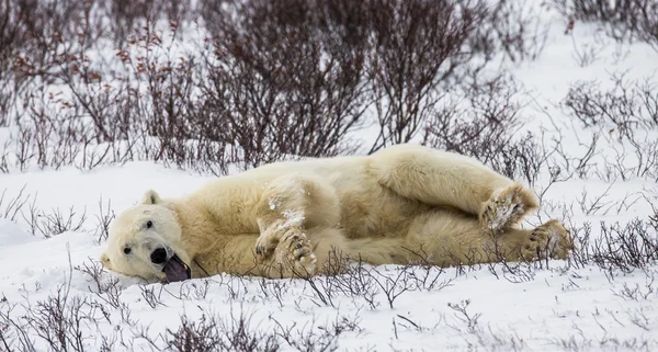 Un orso polare — Foto Stock