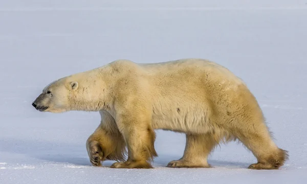 Jeden Miś polarny — Zdjęcie stockowe