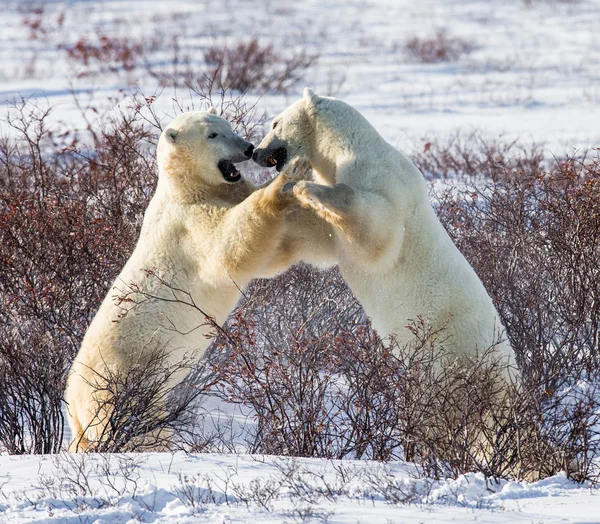 Lední medvědi boj — Stock fotografie