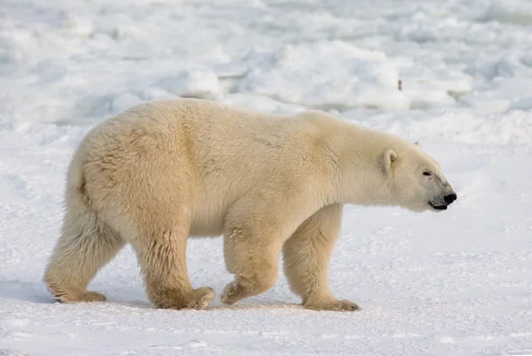 One polar bear — Stock Photo, Image