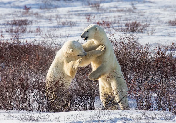 Ours polaires combattant — Photo