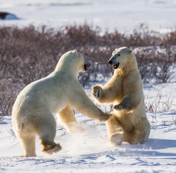 Ours polaires combattant — Photo