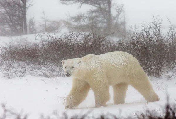 One polar bear — Stock Photo, Image