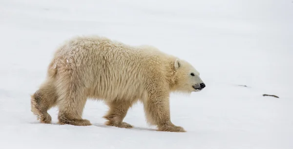 Ein Eisbär — Stockfoto