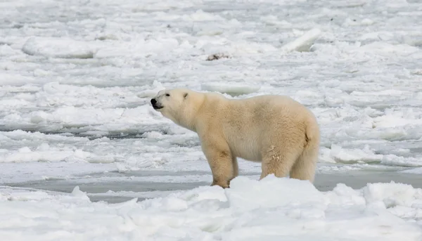Un ours polaire — Photo