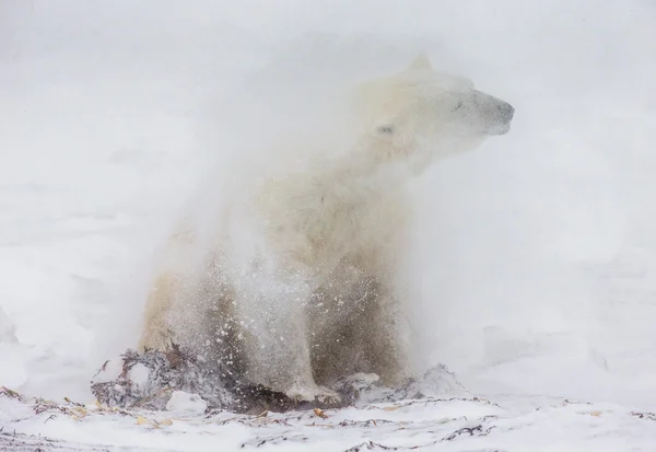 En isbjørn – stockfoto