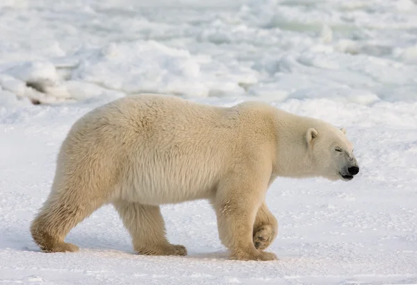 Um urso polar — Fotografia de Stock