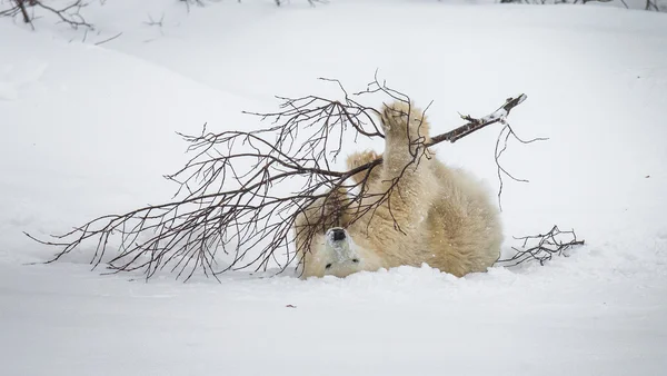 Un oso polar — Foto de Stock