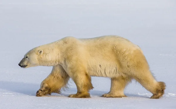 Jeden Miś polarny — Zdjęcie stockowe