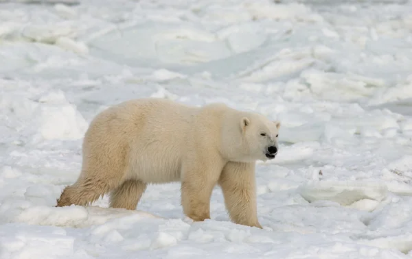 Un ours polaire — Photo