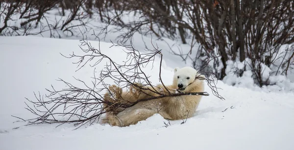 한 북극곰 — 스톡 사진