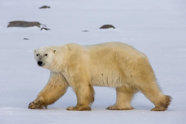 Один білий ведмідь — стокове фото