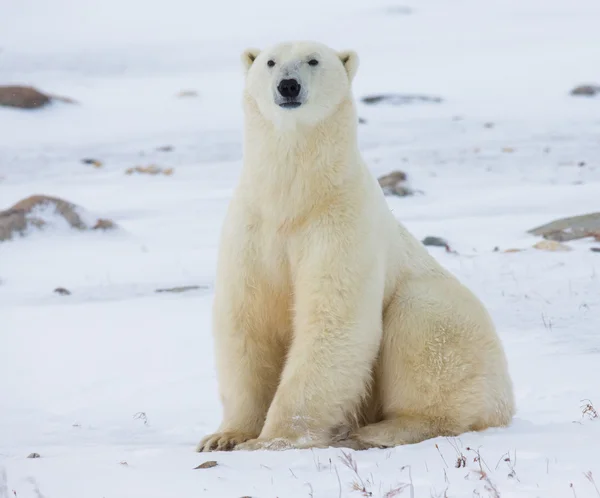 Jeden Miś polarny — Zdjęcie stockowe