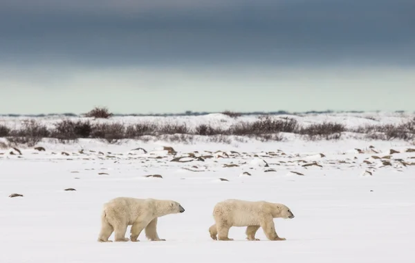 Два белых медведя — стоковое фото