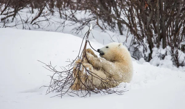 En isbjörn — Stockfoto