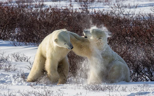 北极熊的战斗 — 图库照片