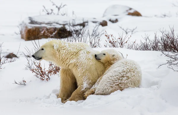 Two polar bears — Stock Photo, Image