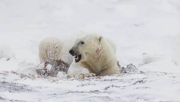 Ein Eisbär — Stockfoto