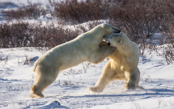 Polar bears elleni küzdelem — Stock Fotó