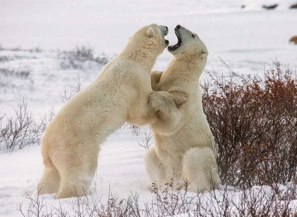 Orsi polari che combattono — Foto Stock