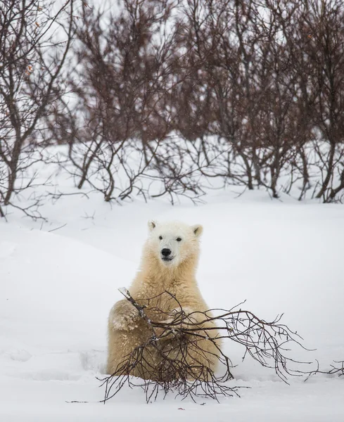 Ein Eisbär — Stockfoto