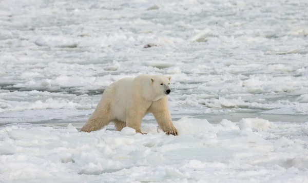 Jeden Miś polarny — Zdjęcie stockowe