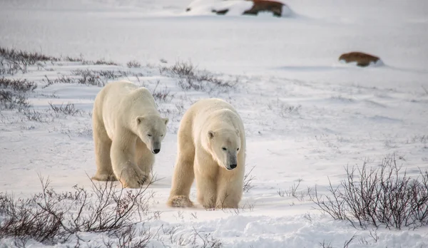 Due orsi polari — Foto Stock