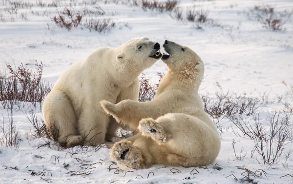 Polar bears elleni küzdelem — Stock Fotó