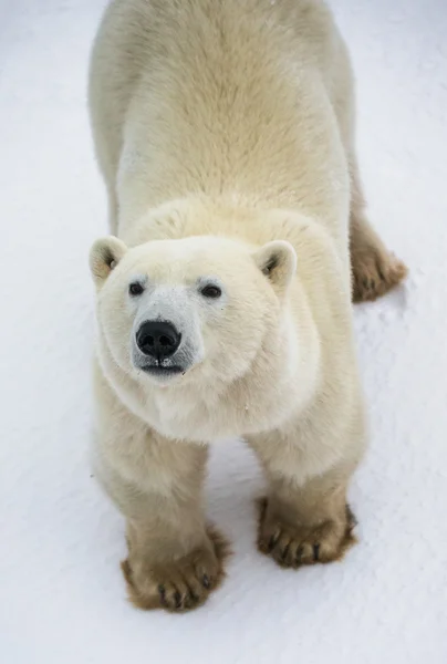 Un orso polare — Foto Stock