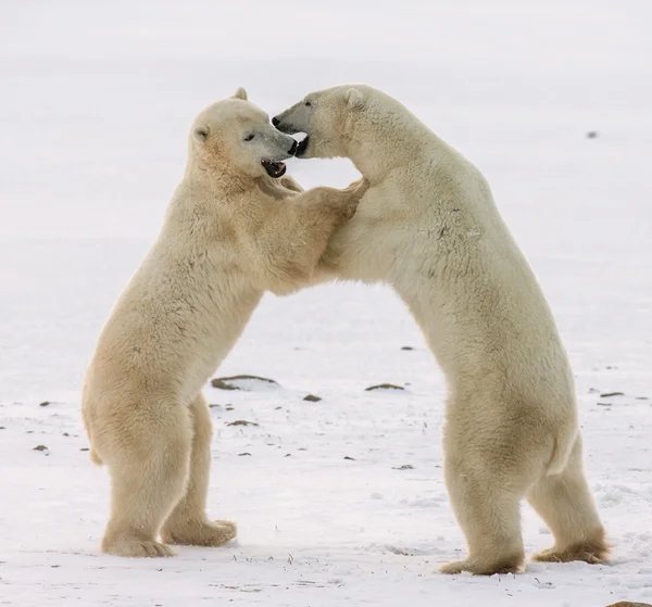 Ours polaires combattant — Photo