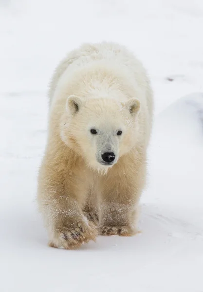 Μία πολική αρκούδα — Φωτογραφία Αρχείου