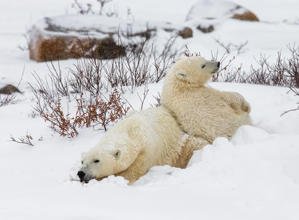 Két jegesmedvék — Stock Fotó