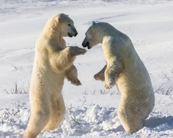 Eisbären kämpfen — Stockfoto