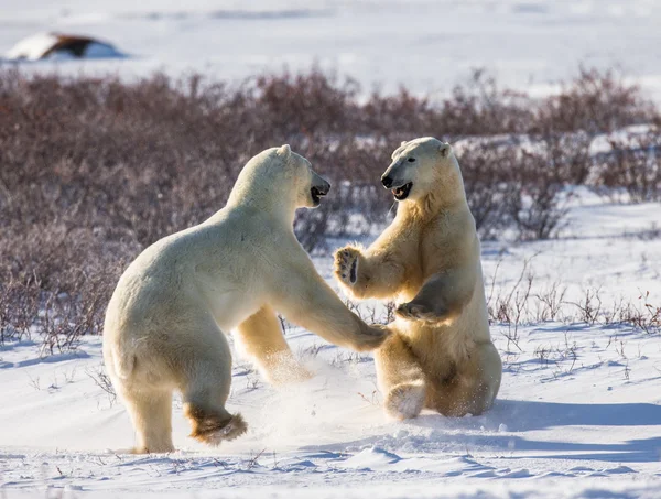 Kutup ayıları mücadele — Stok fotoğraf
