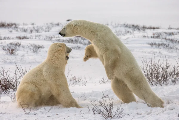 Osos polares luchando Fotos De Stock