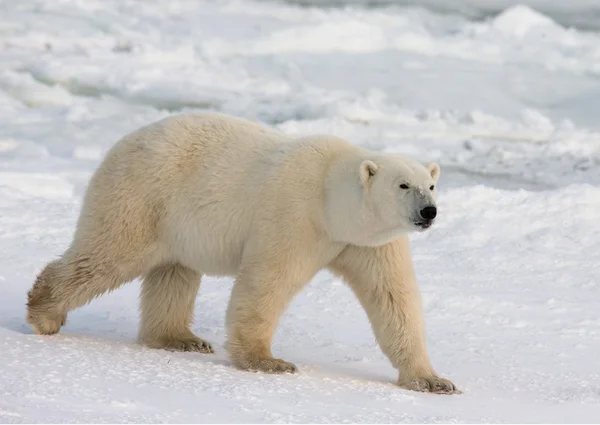 En isbjörn Royaltyfria Stockfoton