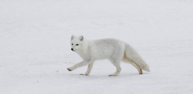 Kutup tilkisi Kanada Arctic içinde