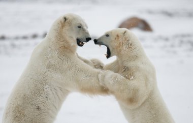 Polar bears fighting clipart