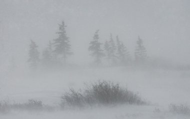 Frozen winter tundra clipart