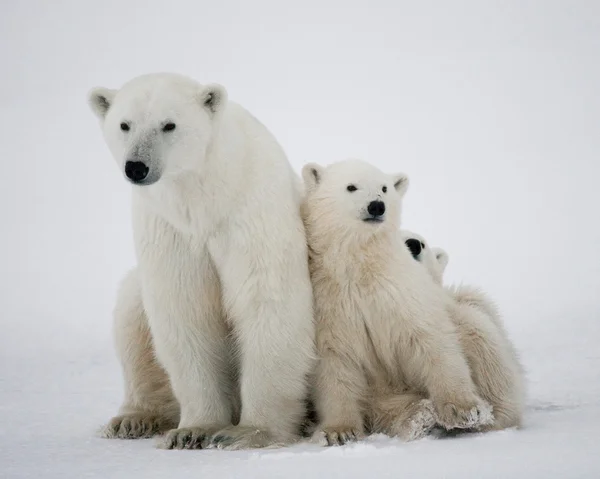 Три білих ведмедів — стокове фото