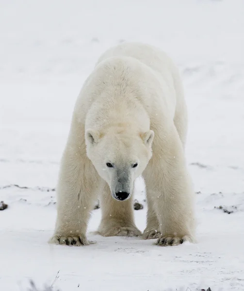 Jeden Miś polarny — Zdjęcie stockowe