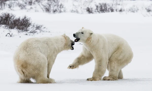 Eisbären kämpfen — Stockfoto