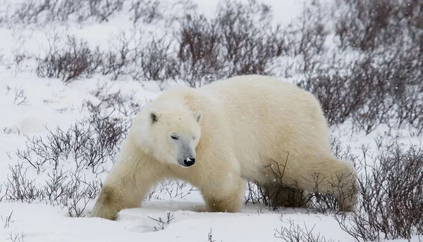 One polar bear — Stock Photo, Image