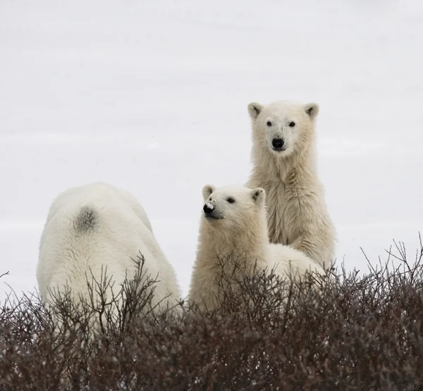 Мати білий ведмідь з двома дітьми ведмеді — стокове фото