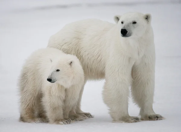 두 북극곰 — 스톡 사진