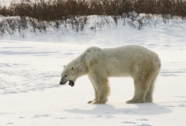 Um urso polar — Fotografia de Stock