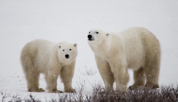 Dos osos polares — Foto de Stock